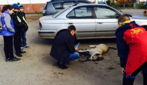 Отравленные собаки в Южном.