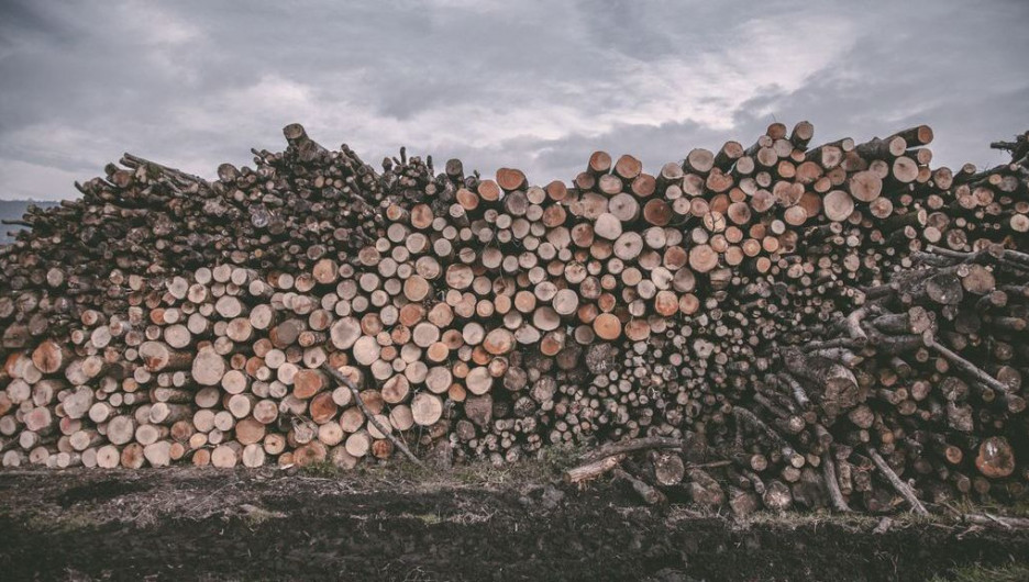 Сибиряк незаконно вырубил лес на 36 млн рублей
