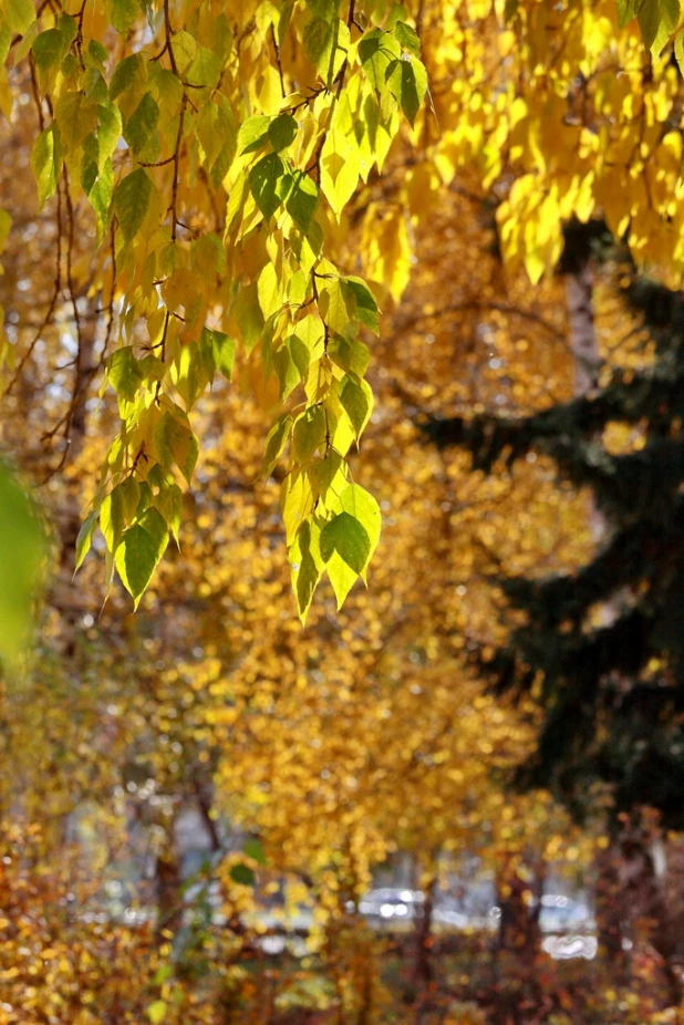 Тёплая осень в Барнауле.