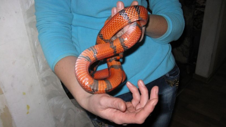 Змея, которую нашли в поезде.