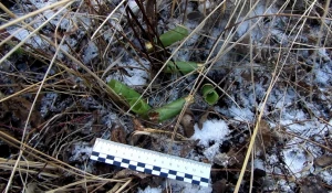 На Алтае новосибирские браконьеры убили двух косуль.