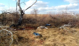 На Алтае новосибирские браконьеры убили двух косуль.