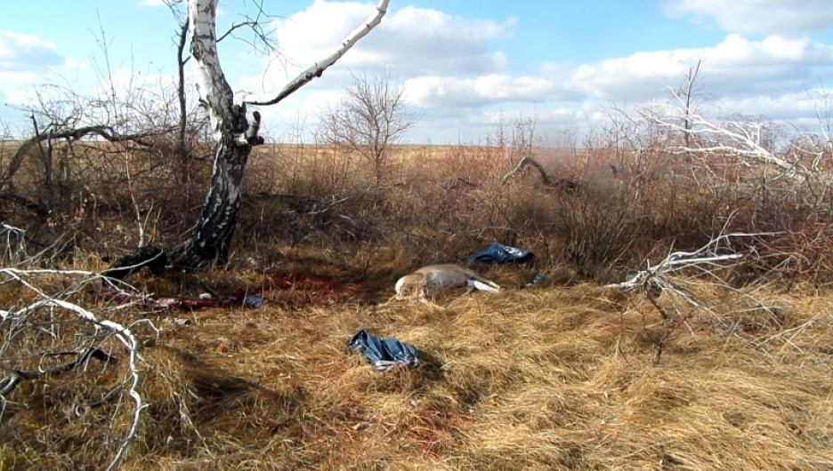 На Алтае новосибирские браконьеры убили двух косуль.