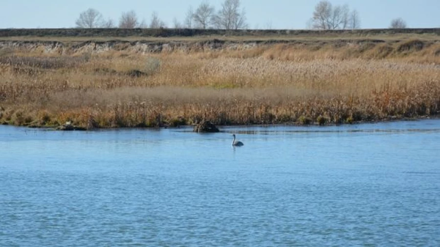 Лебедь в Поспелихе.