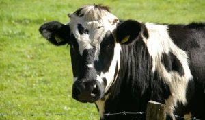 Бык в загоне.