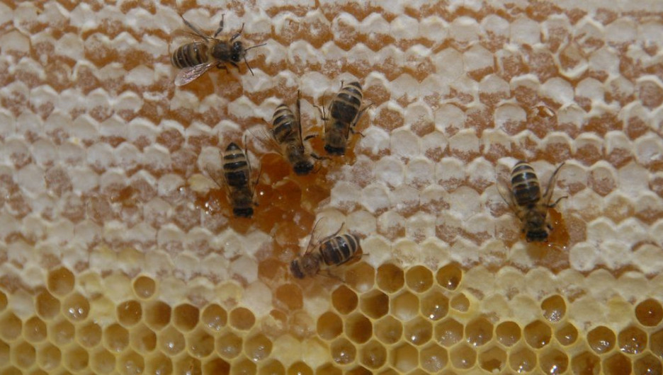 Мед. Пчелы.