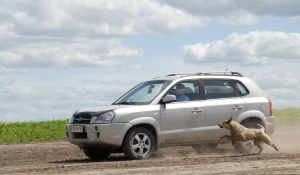 Автомобиль, собака и скорость.