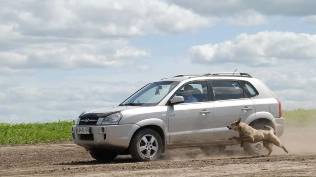 Автомобиль, собака и скорость.