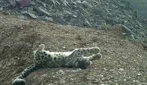 Снежный барс в горах Алтая.