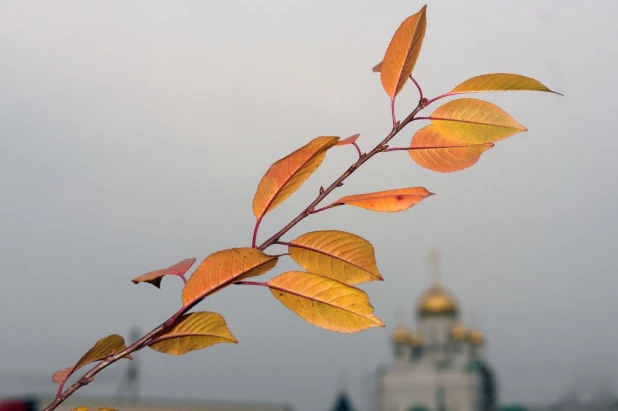 Осенние листья Барнаула.