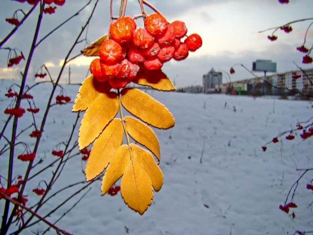 Осенние листья Барнаула.