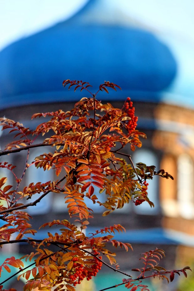 Осенние листья Барнаула.