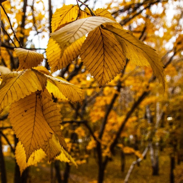 Осенние листья Барнаула.