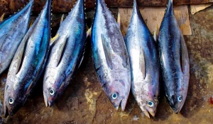 Рыба. Тунец.