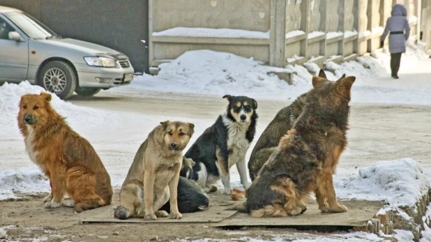 Бездомные собаки.