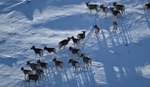 Самки аргали с молодняком в Алтайском биосферном заповеднике.