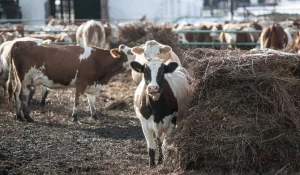 Коровы на ферме АКХ "Ануйское".