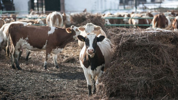 Коровы на ферме АКХ "Ануйское".