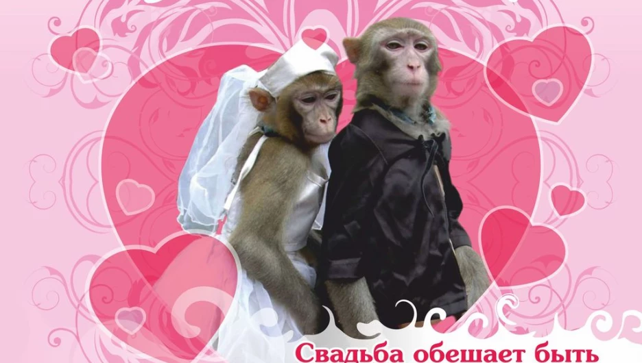 В Барнауле состоится свадьба макак.