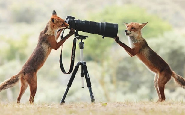 Фотографии, сделанные в самый подходящий момент.