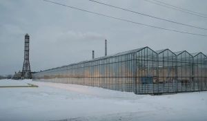 В барнаульской теплице.