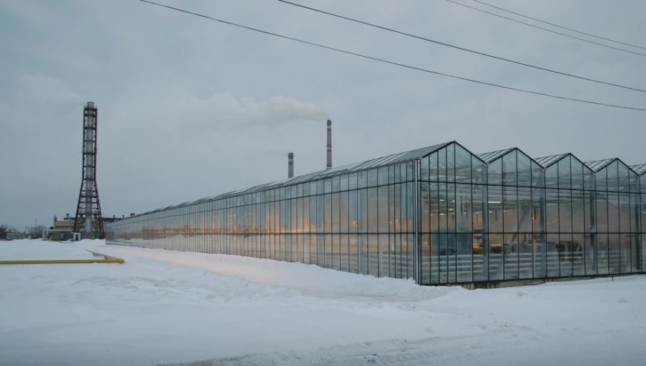 В барнаульской теплице.