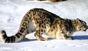 Снежный барс.