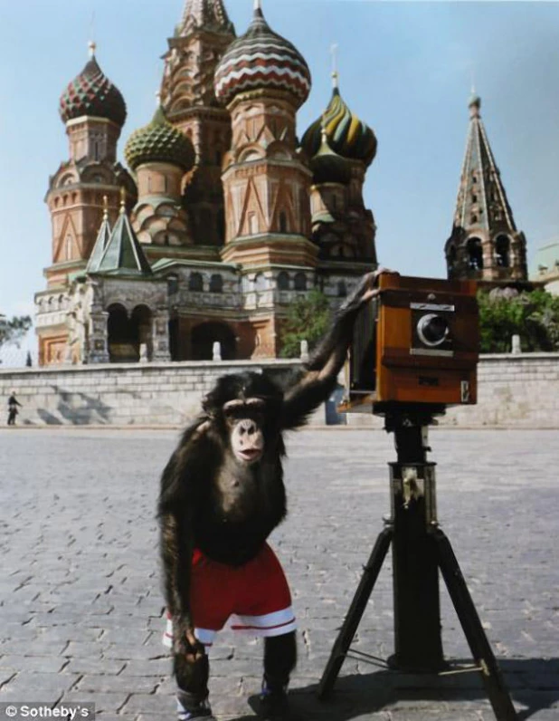 Фотографии Микки – циркового шимпанзе, которого Виталий Комар и Александр Меламид учили делать фотографии на Красной площади.