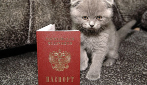 Котенок и паспорт.