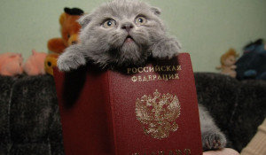 Котенок и паспорт.