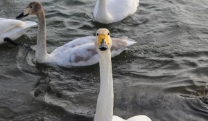 Лебеди в бийском поселке Молодежный.