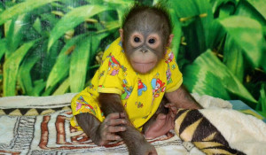 Юная самочка орангутанга с передвижной выставки.