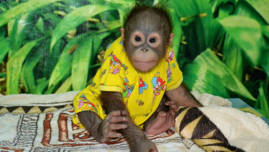 Юная самочка орангутанга с передвижной выставки.