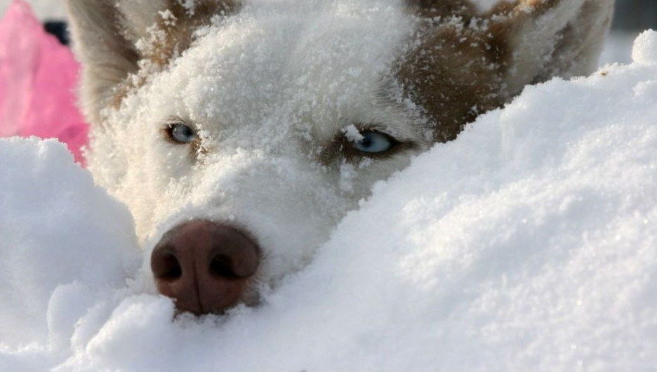 Собака в снегу.