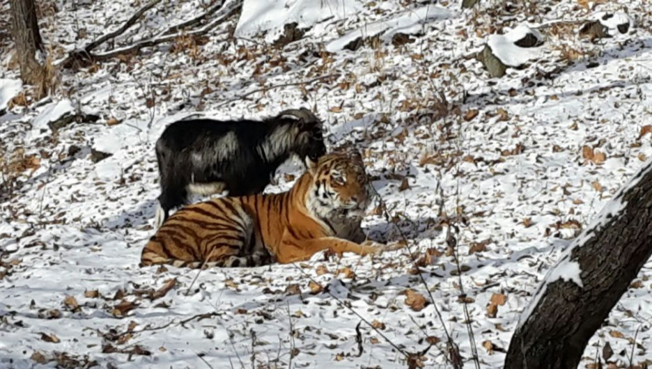 Тигр Амур и козел Тимур в приморском сафари-парке.