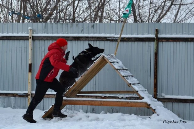 Чемпионат Рубцовска по зимнему многоборью со служебными собаками.