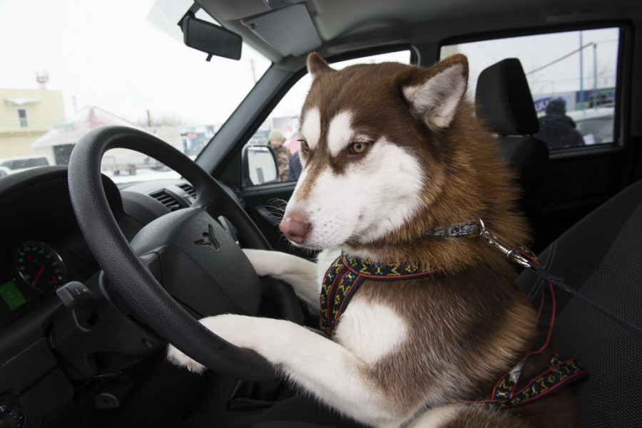 Компания &quot;Автомагистраль&quot; выступила партнером гонки на собачьих упряжках &quot;Стрела Ульгеня-2015&quot;.