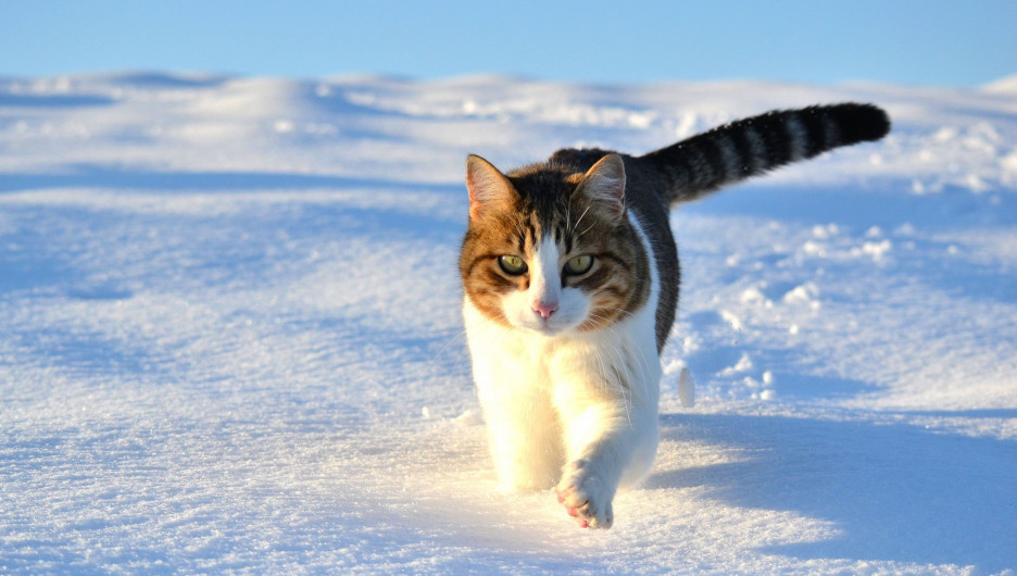 Кошка и снег.