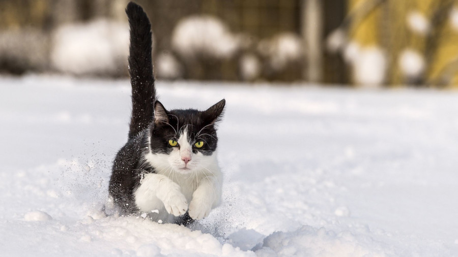 Кошка и снег.