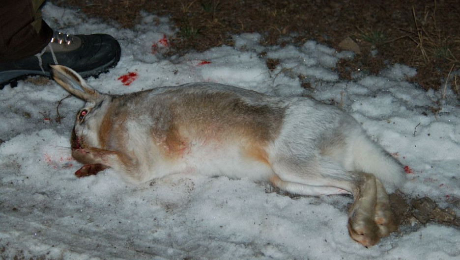 Животные, убитые браконьерами в Кислухинском заказнике.
