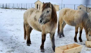 Открытие "Парка животных ледникового периода".