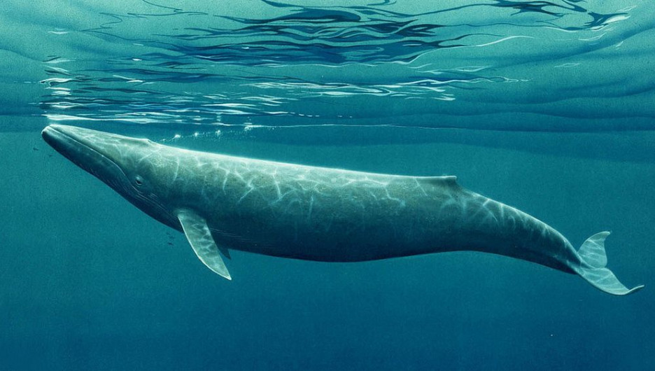 Гигантского морского зверя заметили у российского побережья