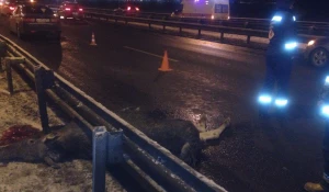 ДТП с участием лося в Санкт-Петербурге.
