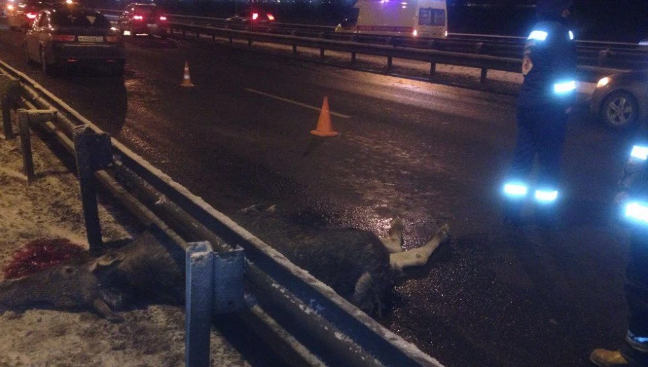 ДТП с участием лося в Санкт-Петербурге.