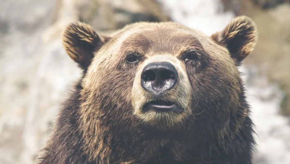 Пять медведей ответят за убийство туриста в красноярском парке Ергаки