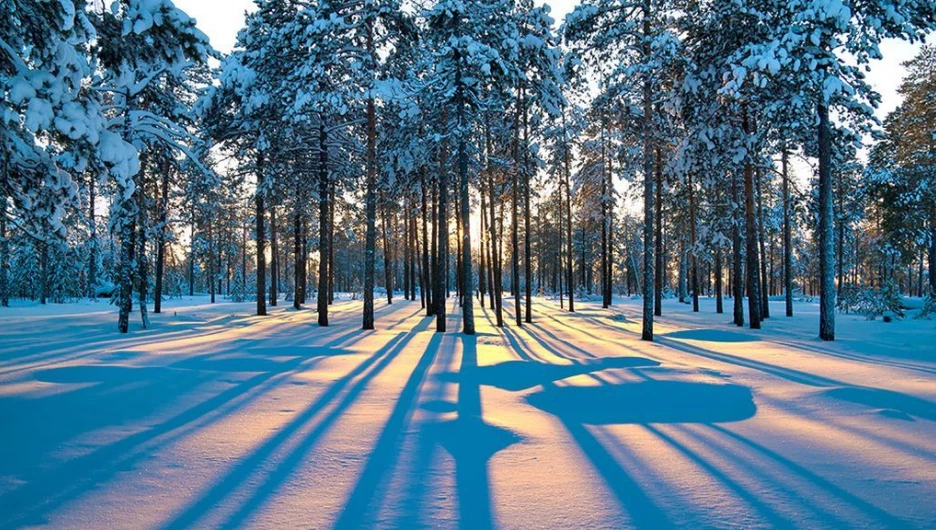 На Алтае жители района вынуждены валить лес, чтобы не замерзнуть