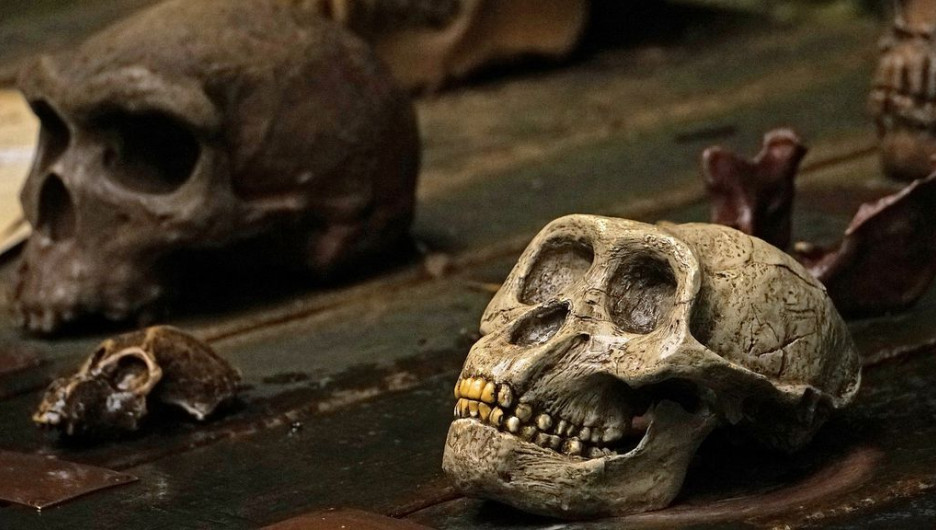 Рабочие случайно нашли скелет в селе под алтайским наукоградом