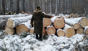 Жители Барнаула бьют тревогу из-за рубок леса.