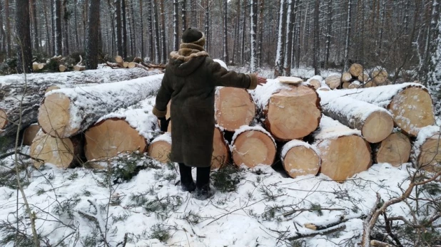 Жители Барнаула бьют тревогу из-за рубок леса.