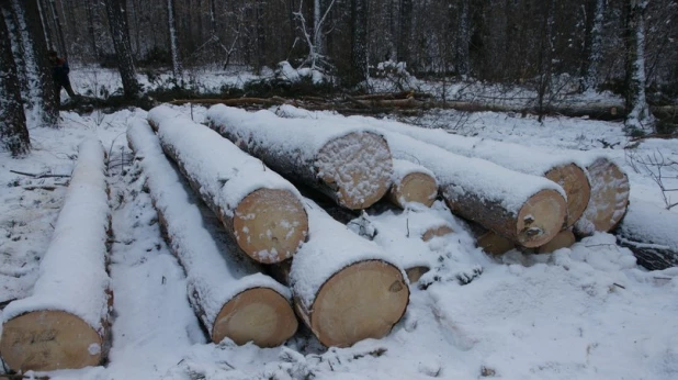 Жители Барнаула бьют тревогу из-за рубок леса.